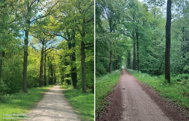 Bezwaar tegen aanleg van een betonnen fietspad dwars door Het Goor in Mierlo-Hout